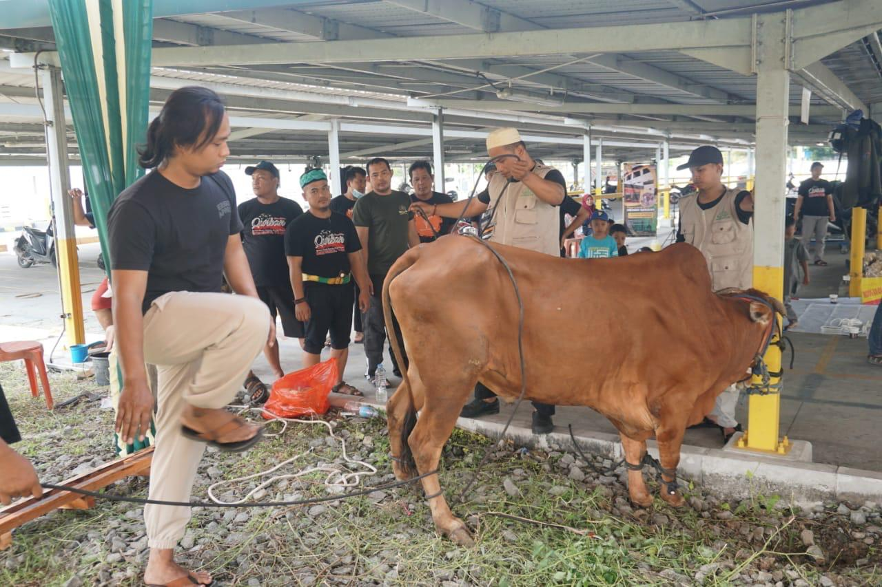 Qurban